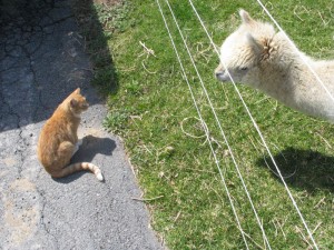 Alpaca Chat