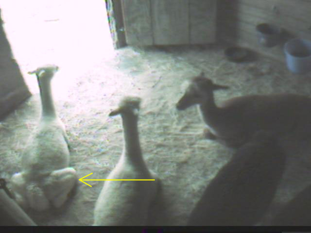 bellacush Very pregnant alpaca cushing. Frog Legs