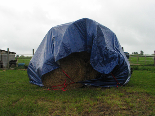 Round Bale Bliss AlpacaBytes « Dutch Hollow Acres