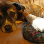 MINE! Cassie our Boxer/Pit just LOVES her new toy.