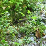 This is the natural spring. It bubbles out of the ground at a pretty good rate.