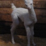 Dutch Hollow's Albina(18hrs)