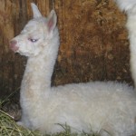 Dutch Hollow's Albina(18hrs)