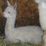 Dutch Hollow's Albina(18hrs)
