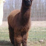 Sire: EastWest Nasco