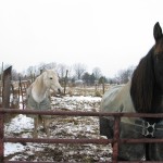 theranch Condition of our fence when we 1st bought the farm.