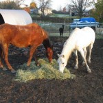 boys Jasper and The General