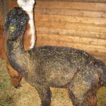 Alpaca Covered in Sawdust