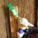 Our girl Albina drinking away.