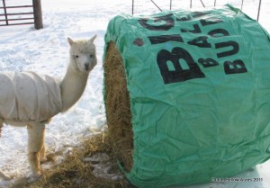 Round Bale Feeder Big Bale Buddy Alpaca