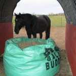 6 Day Old Round Bale