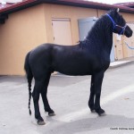 Stud: Ivan-Reno