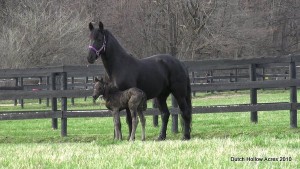 Moriesian_Mare_Filly_2
