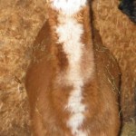 Happy Paca