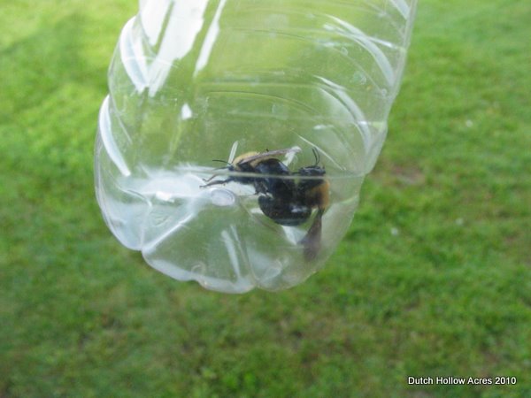 Carpenter Bee Trap