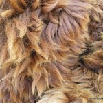IMG_6456 alpaca-fur-blanket-hide