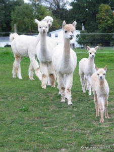 Alpacas