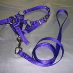 Alpaca Halter and Lead