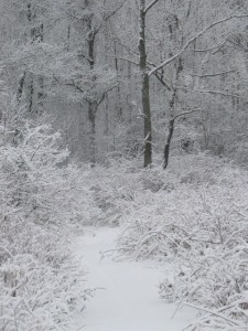 Dutch Hollow Acres Trails