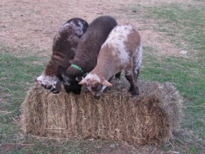 Clover_Hill_Hog_Island_Sheep