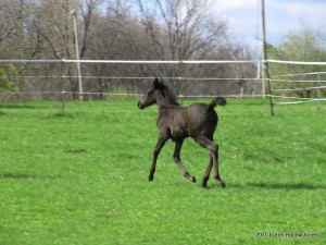 Moriesian Filly