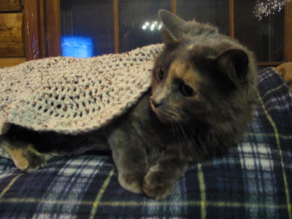 Crochet cat bed @Craftzine.com blog - Daily source of DIY craft